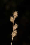 Shortbeak sedge